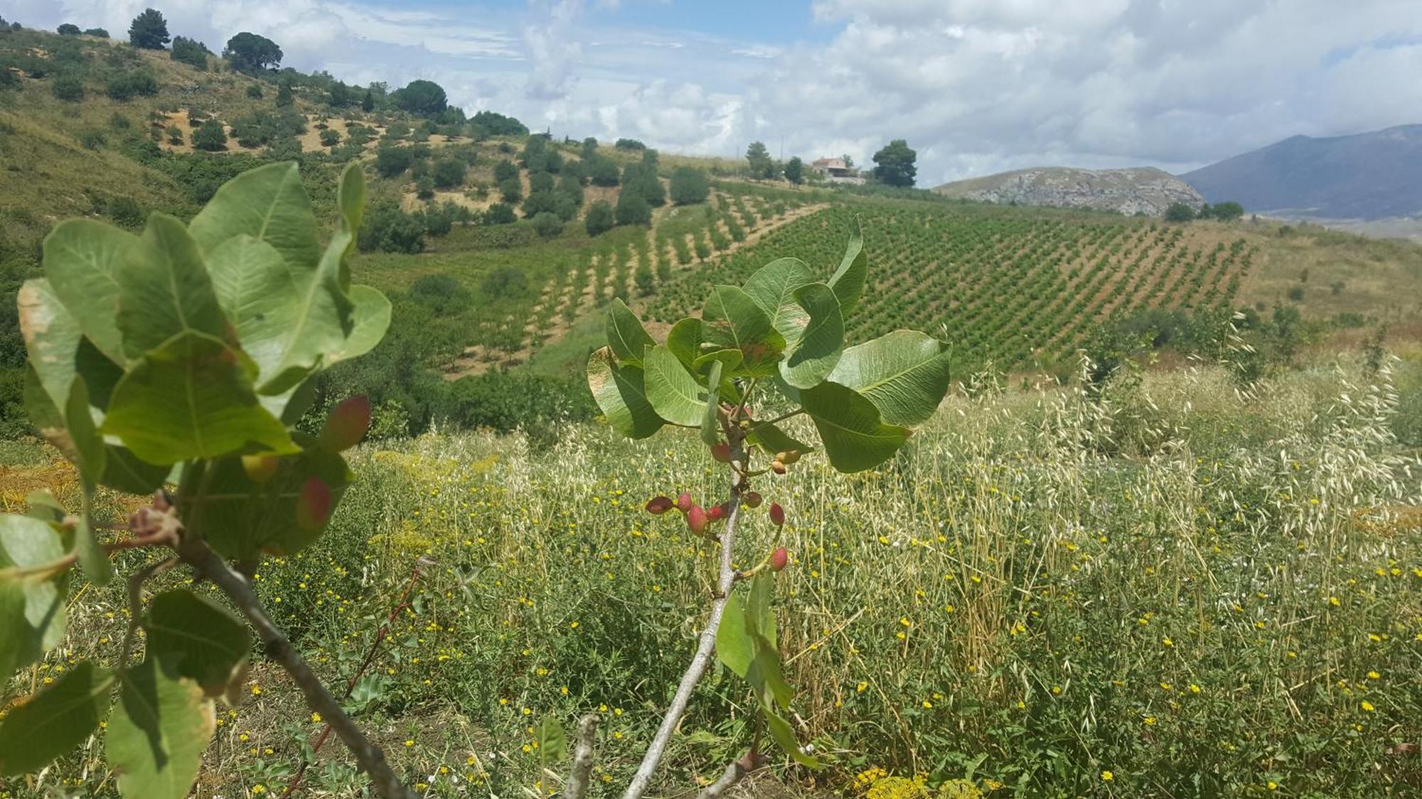 Agriturismo Gessi Calatafimi Eksteriør bilde